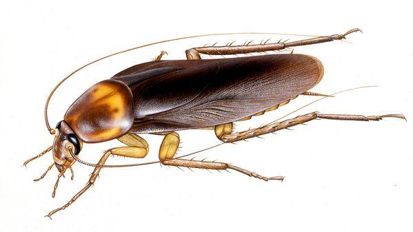 Cockroach Brains May Hold New Antibiotics?