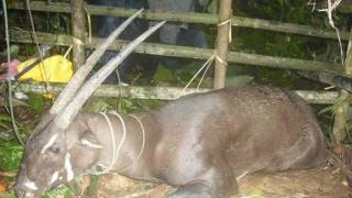 Rare Asian ’Unicorn’ Sighted, Dies in Captivity