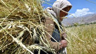 Virulent stem rust could wipe out world’s wheat