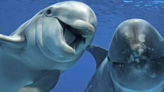 Scientists say dolphins should be treated as 'non-human persons'