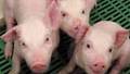 Live pigs blasted in terror attack experiments