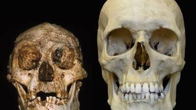 Is the Hobbit's Brain Unfeasibly Small?