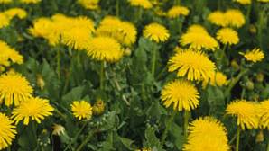 Health Benefits of Dandelions