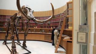 Researchers aim to resurrect mammoth in five years