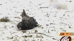 USDA found to be poisoning bird populations, causing mass die-offs involving millions of birds