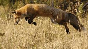 Foxes see Earth’s magnetic field and use it to target prey