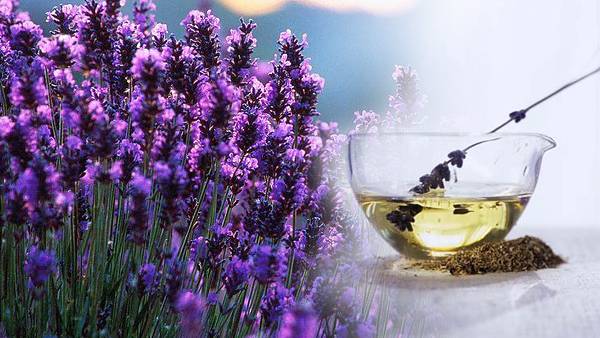 Lavender oil has potent antifungal effect