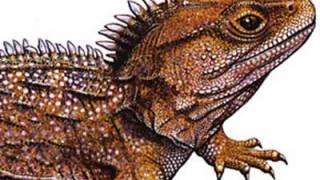 Live Baby Dinosaur Discovered In New Zealand