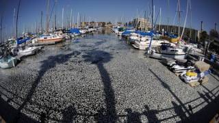 Mass fish death in California harbor; millions