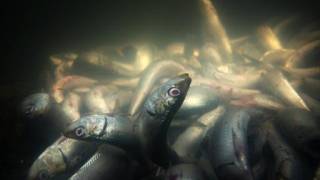 Neurotoxin found in sardines floating dead in Southern California marina