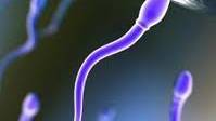 Scientists grow sperm in a lab