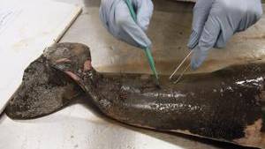 Feds forbid scientists probing Gulf dolphin deaths from speaking to media