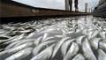 Hundreds of dead fish found in Ventura Harbor, California (Video)