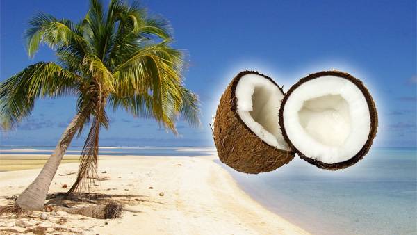 Coconut, The Tree of Life
