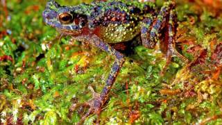 Borneo’s rainbow toad, last seen by explorers in 1924, photographed by scientists for 1st time