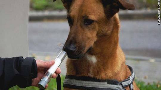 Growing body of research says dogs really can smell cancer