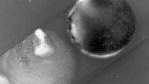 Face of a Frog: Time-lapse Video Reveals Never-Before-Seen Bioelectric Pattern