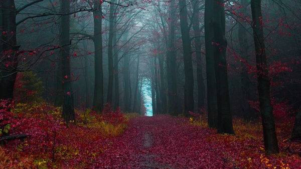 German police seek help over mystery ’forest boy’