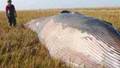 33-foot-long dead whale found beached in English field (Video)