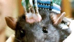 Scientists Create Rat Cyborg With Artificial Cerebellum