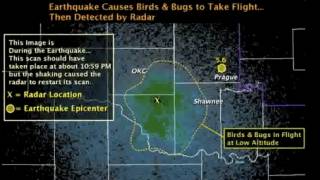 Oklahoma Quake Stirs Bird, Bug or Bat Swarm Seen on Radars (HAARP?)