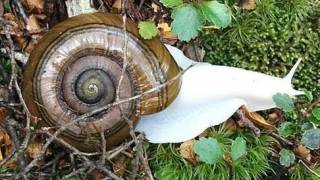 Rare albino snail makes an appearance in New Zealand