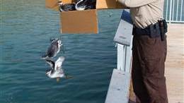 Thousands of birds make crash landing in Utah