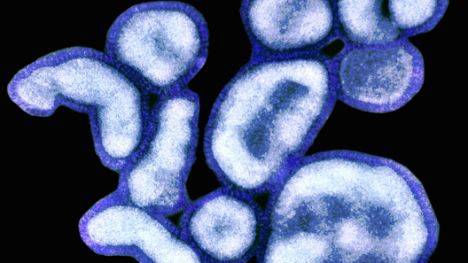 Research into more deadly strain of bird flu suspended over fears for potential spread