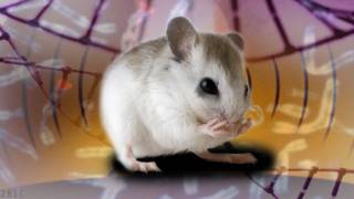 Scientists switch mouse’s genes off and on with radio waves