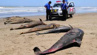 Peru says 5,000 birds, nearly 900 dolphins dead