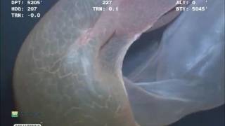 Mysterious, unidentified, underwater ’blob’ captured on video