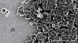 Magnetic bacteria may help build future bio-computers