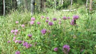 Wild Oregano - King of Herbs