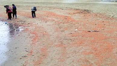 Thousands of Shellfish Found Dead in Peru