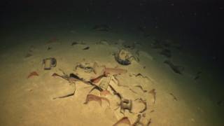 Greek Experts Find Roman Wrecks Nearly a Mile Deep, Challenges Old Theories