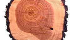 In tree rings, Japanese scientists find 8th-century cosmic mystery