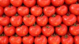 Scientists unravel the tomato’s genetic code