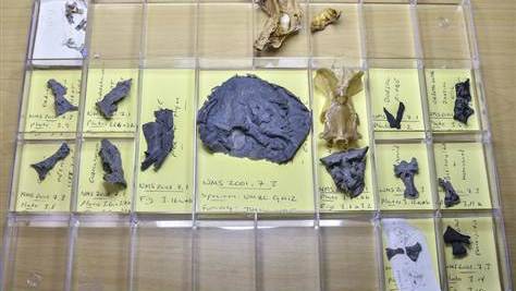 Your distant human ancestor? He may have had a shark head