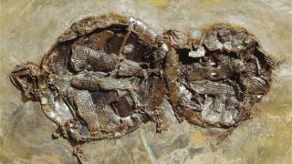 Mating turtles frozen in time fifty million years ago