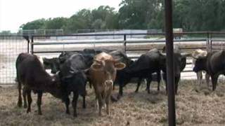 Grass linked to Texas cattle deaths