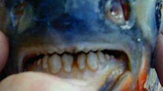 Bizarre fish with scary-looking teeth throw scare into lake community