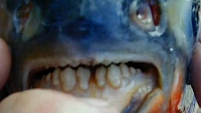 Bizarre fish with scary-looking teeth throw scare into lake community