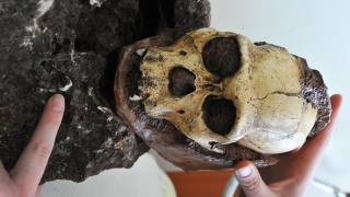 1.9-million year old fossil of human ancestor found in South African lab