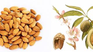 The Versatility of an Almond