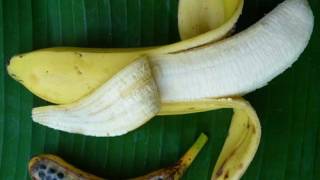 Banana’s Genes Unpeeled: Will It Help Save the Banana?