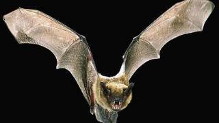 Vampire Bat Bites Help Shield Peruvians from Rabies