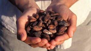 Chocolate found on 2,500-year-old plate