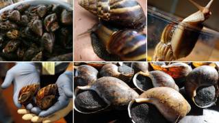 African snail: Deadly invasion in South America