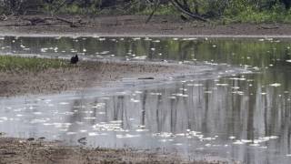 Thousands of fish die as Midwest streams heat up