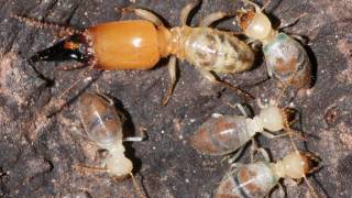 Termites Fight with Toxic Suicide Weapons